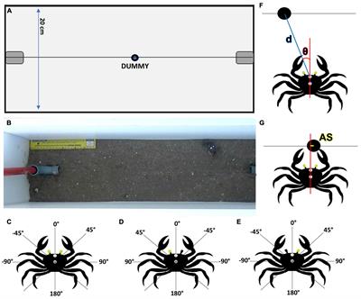 Predatory behavior under monocular and binocular conditions in the semiterrestrial crab Neohelice granulata